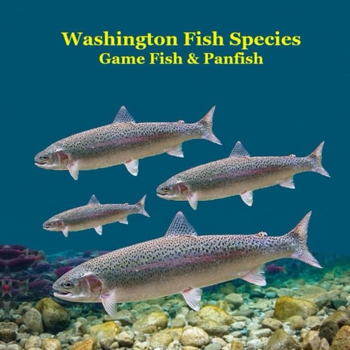 Washington State Game Fish and Panfish Species Kids Book Great Book About the Different Types of Fish in Washington State