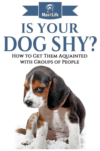 Is Your Dog Shy? How to Get Them Acquainted with Groups of People