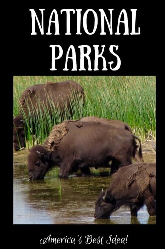 National Parks - America's Best Idea Buffalo Drinking at Yellowstone