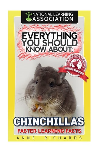 Everything You Should Know About Chinchillas