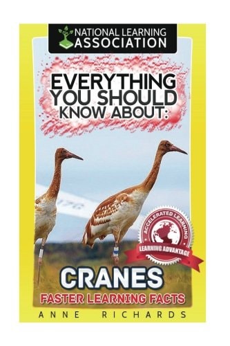 Everything You Should Know About Cranes