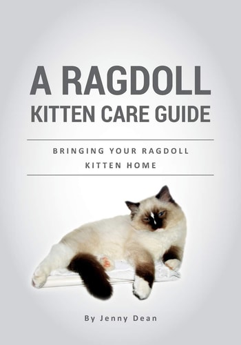A Ragdoll Kitten Care Guide Bringing Your Ragdoll Kitten Home