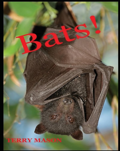 Bats Learn About These Strange and Wonderful Creatures of the Night