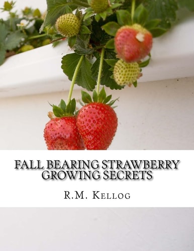 Fall Bearing Strawberry Growing Secrets R. M. Kellog's Great Crops of Strawberries and How He Grows Them