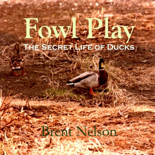 Fowl Play The Secret Life of Ducks