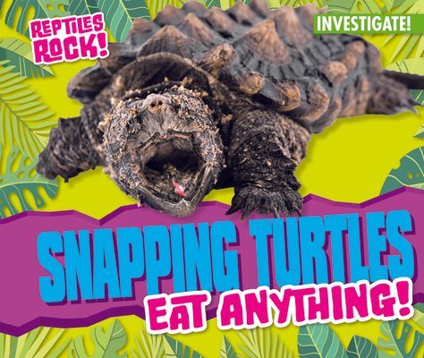 Snapping Turtles Eat Anything!