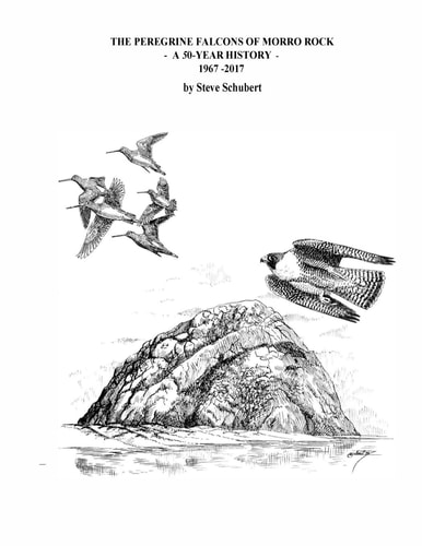 The Peregrine Falcons of Morro Rock - a 50-Year History 1967 - 2017