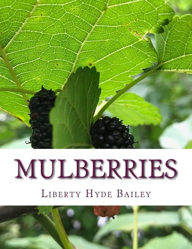 Mulberries