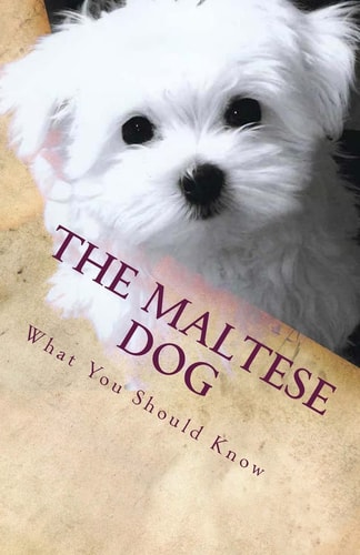 The Maltese Dog What You Should Know