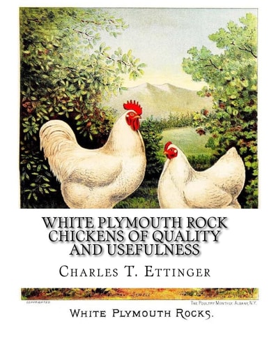 White Plymouth Rock Chickens of Quality and Usefulness A Poultry Catalog of Maple Farm of Midlothian