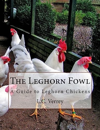 The Leghorn Fowl A Guide to Leghorn Chickens