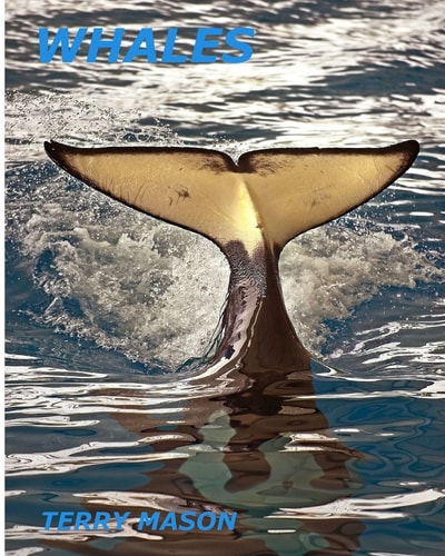Whales Whale Facts for Kids, Whales Gentle Giants of the Sea