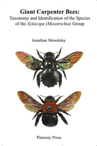 Giant Carpenter Bees Taxonomy and Identification of the Species of the Xylocopa (Mesotrichia) Group