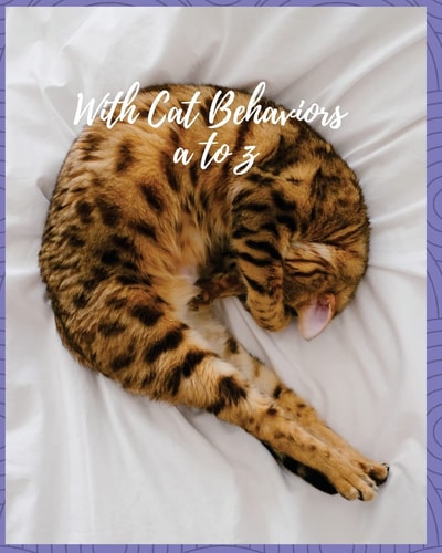 With Cat Behaviors a to Z