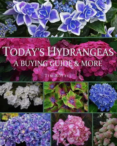 Today's Hydrangeas A Buying Guide & More