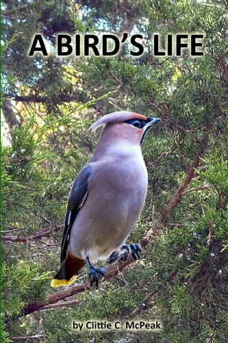 A Bird's Life Lifes Survival As a Bird