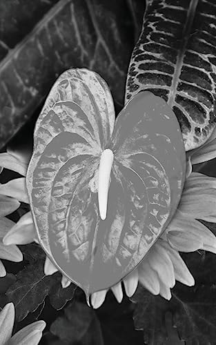 Wrapped In Beauty B/W