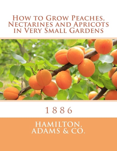 How to Grow Peaches, Nectarines and Apricots in Very Small Gardens 1886