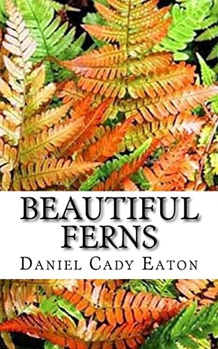Beautiful Ferns