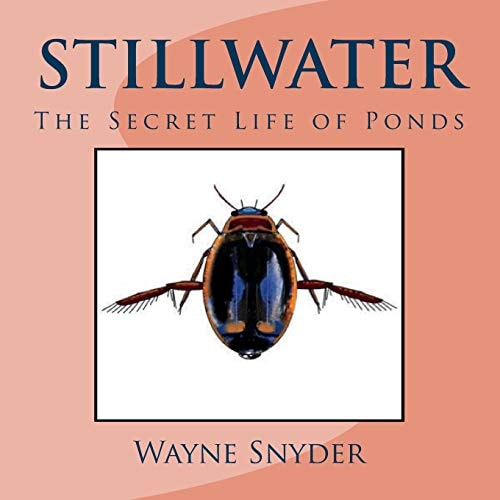 Stillwater The Secret Life of Ponds
