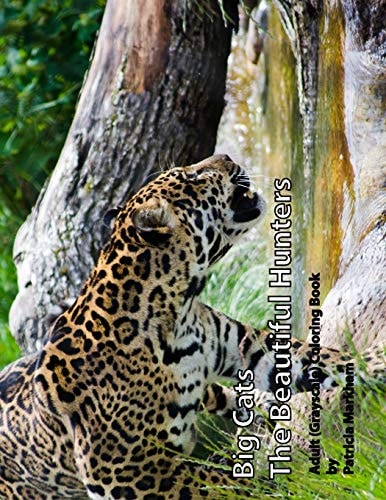 Big Cats The Beautiful Hunters