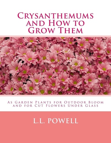 Crysanthemums and How to Grow Them As Garden Plants for Outdoor Bloom and for Cut Flowers Under Glass
