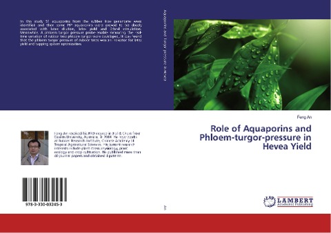 Role of Aquaporins and Phloem-turgor-pressure in Hevea Yield