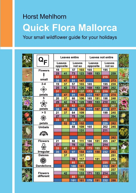 Quick Flora Mallorca: Your small wildflower guide for your holidays