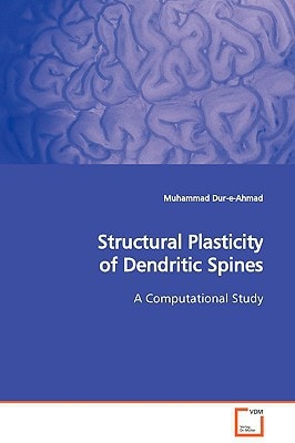 Structural Plasticity of Dendritic Spines: A Computational Study