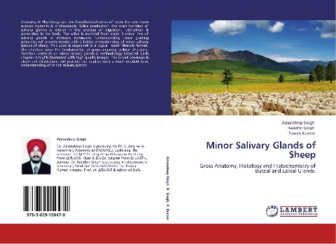 Minor Salivary Glands of Sheep: Gross Anatomy, Histology and Histochemistry of Buccal and Labial Glands.