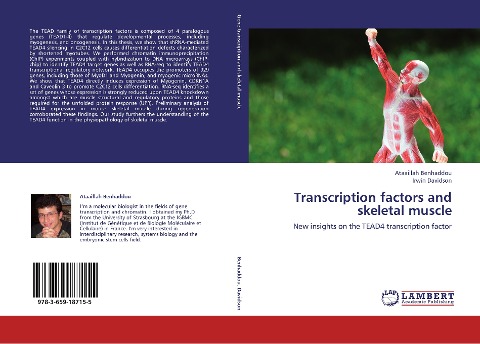 Transcription factors and skeletal muscle: New insights on the TEAD4 transcription factor