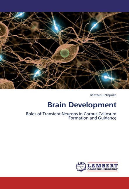Brain Development: Roles of Transient Neurons in Corpus Callosum Formation and Guidance