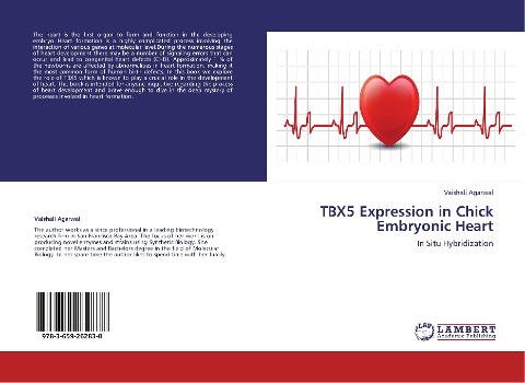 TBX5 Expression in Chick Embryonic Heart: In Situ Hybridization