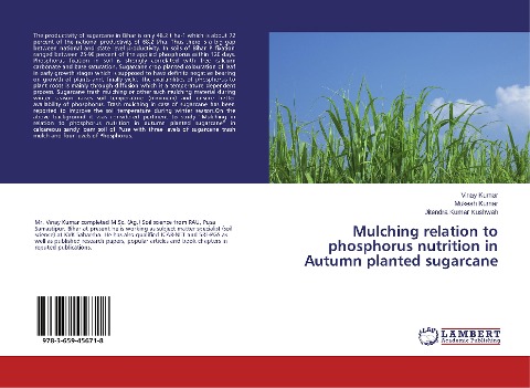 Mulching relation to phosphorus nutrition in Autumn planted sugarcane