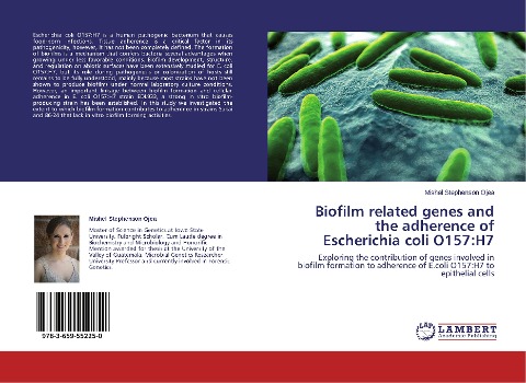 Biofilm related genes and the adherence of Escherichia coli O157:H7: Exploring the contribution of genes involved in biofilm formation to adherence of E.coli O157:H7 to epithelial cells