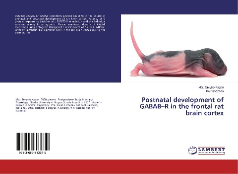 Postnatal development of GABAB-R in the frontal rat brain cortex