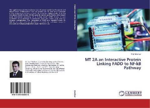 MT 2A an Interactive Protein Linking FADD to NF-kB Pathway