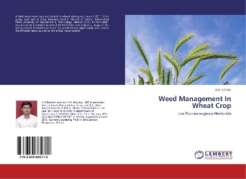 Weed Management In Wheat Crop: Use Post-emergence Herbicide
