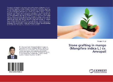 Stone grafting in mango (Mangifera indica L.) cv. Amrapali