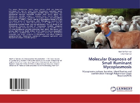 Molecular Diagnosis of Small Ruminant Mycoplasmosis: Mycoplasma culture, Isolation, Identification and confirmation through Polymerase Chain Reaction(PCR)