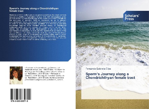 Sperms Journey along a Chondrichthyan female tract