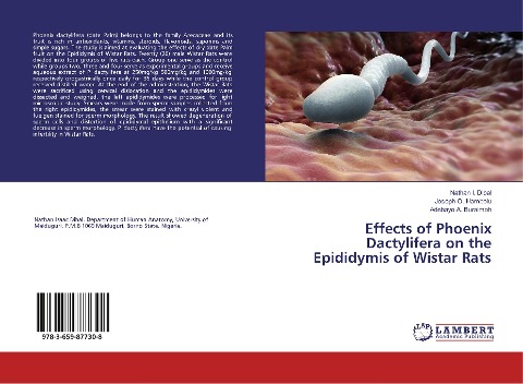 Effects of Phoenix Dactylifera on the Epididymis of Wistar Rats
