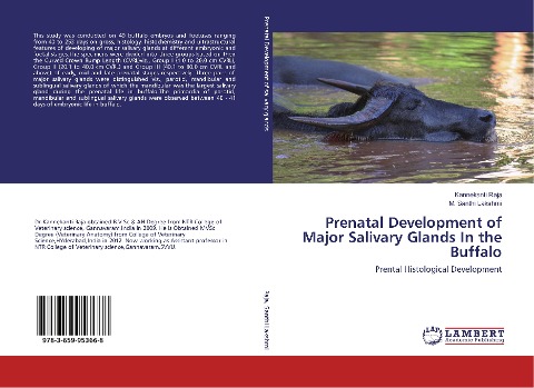 Prenatal Development of Major Salivary Glands In the Buffalo: Prental Histological Development