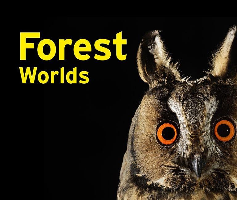 Forest Worlds