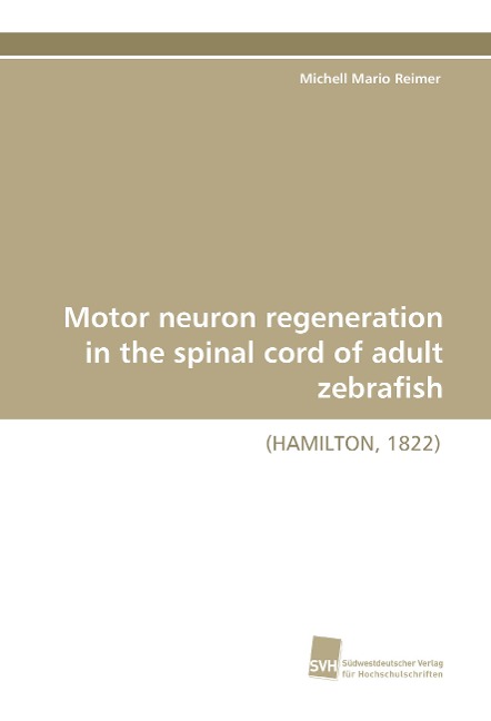 Motor neuron regeneration in the spinal cord of adult zebrafish: (HAMILTON, 1822)