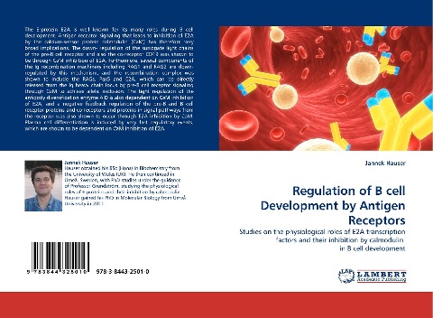 Regulation of B cell Development by Antigen Receptors: Studies on the physiological roles of E2A transcription factors and their inhibition by calmodulin  in B cell development