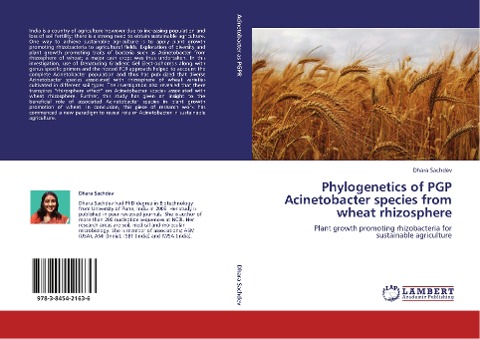 Phylogenetics of PGP Acinetobacter species from wheat rhizosphere: Plant growth promoting rhizobacteria for sustainable agriculture
