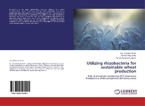 Utilizing rhizobacteria for sustainable wheat production: Role of phosphate solubilizing ACC-deaminase rhizobacteria under phosphorus deficiency stress