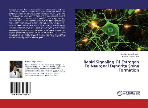 Rapid Signaling Of Estrogen To Neuronal Dendrite Spine Formation