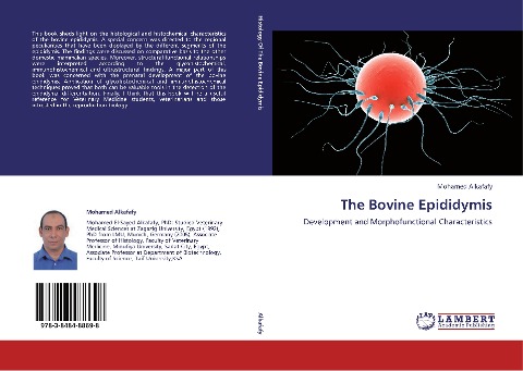 The Bovine Epididymis: Development and Morphofunctional Characteristics